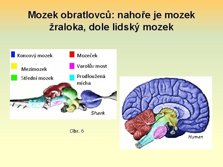 Mozek obratlovců: nahoře je mozek žraloka, dole lidský mozek Koncový mozek Mezimozek Střední mozek