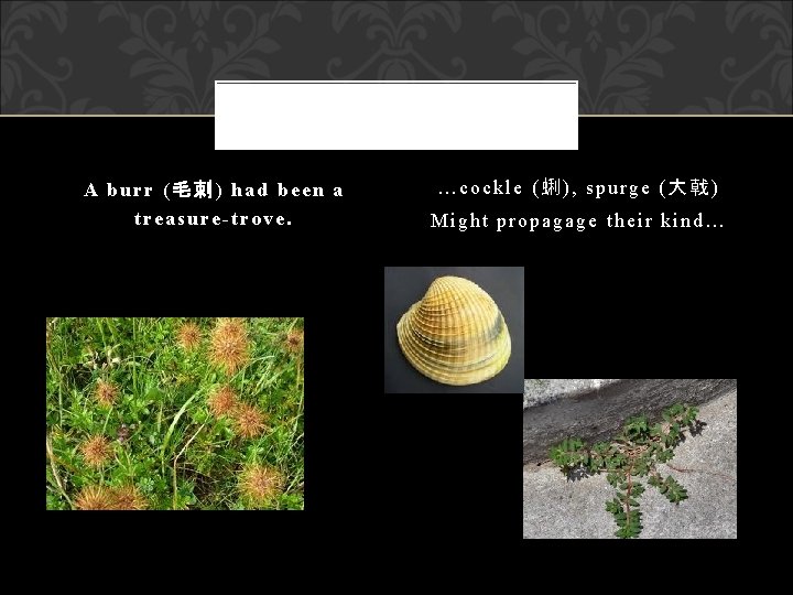 A burr (毛刺) had been a treasure-trove. …cockle (蜊), spurge (大戟) Might propagage their