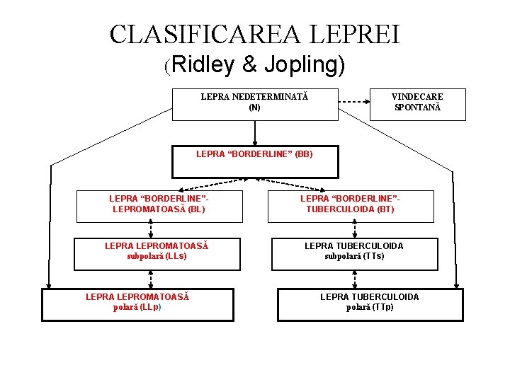CLASIFICAREA LEPREI (Ridley & Jopling) LEPRA NEDETERMINATĂ (N) VINDECARE SPONTANĂ LEPRA “BORDERLINE” (BB) LEPRA