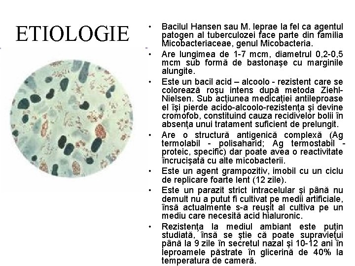 ETIOLOGIE • • Bacilul Hansen sau M. leprae la fel ca agentul patogen al
