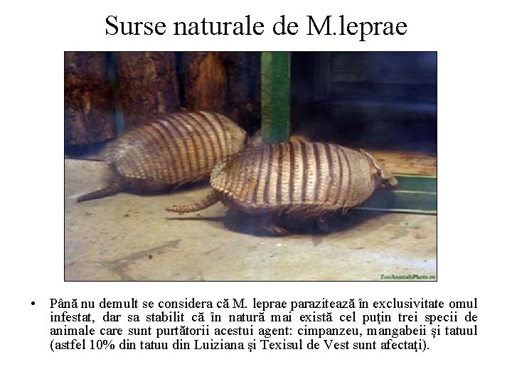 Surse naturale de M. leprae • Până nu demult se considera că M. leprae