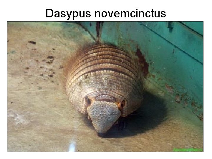 Dasypus novemcinctus 