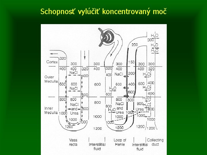 Schopnosť vylúčiť koncentrovaný moč 