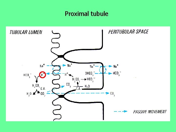 Proximal tubule 