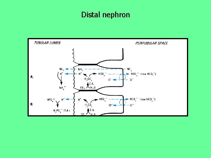 Distal nephron 