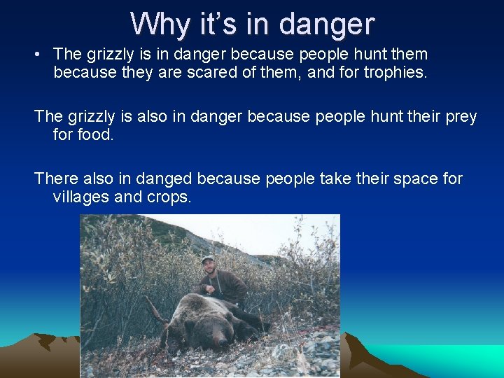 Why it’s in danger • The grizzly is in danger because people hunt them