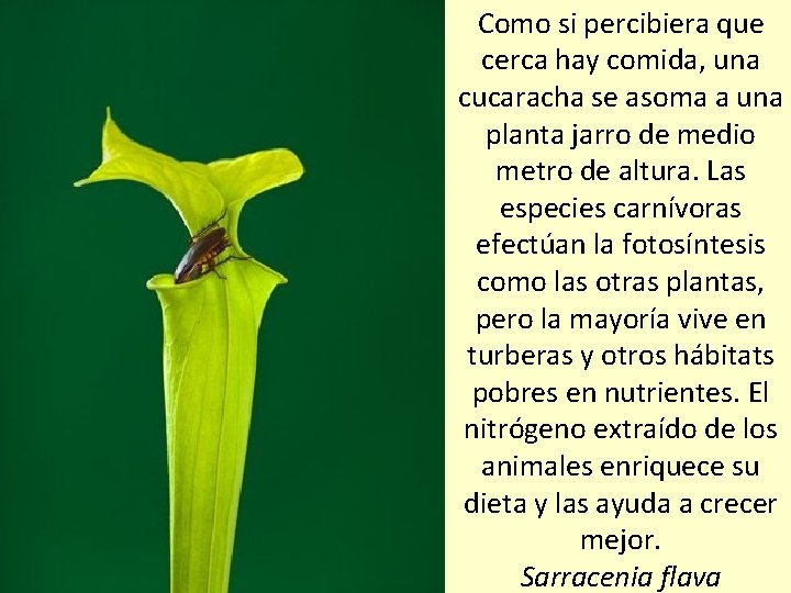 Como si percibiera que cerca hay comida, una cucaracha se asoma a una planta