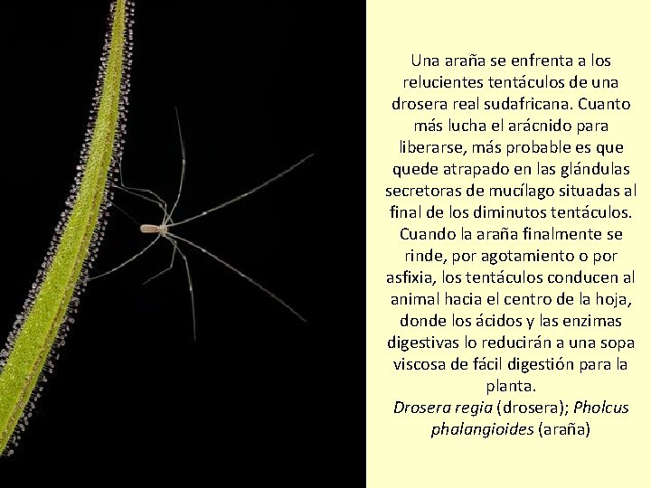 Una araña se enfrenta a los relucientes tentáculos de una drosera real sudafricana. Cuanto