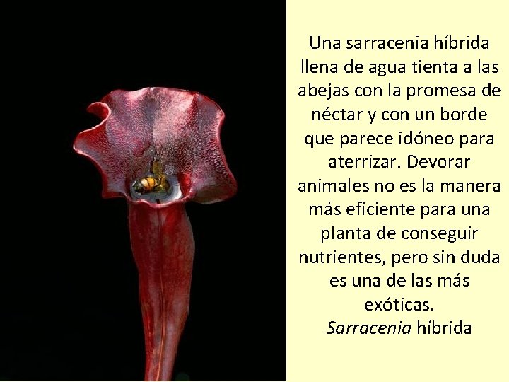 Una sarracenia híbrida llena de agua tienta a las abejas con la promesa de