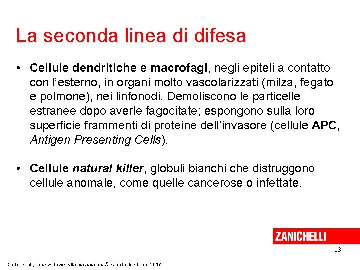 La seconda linea di difesa • Cellule dendritiche e macrofagi, negli epiteli a contatto