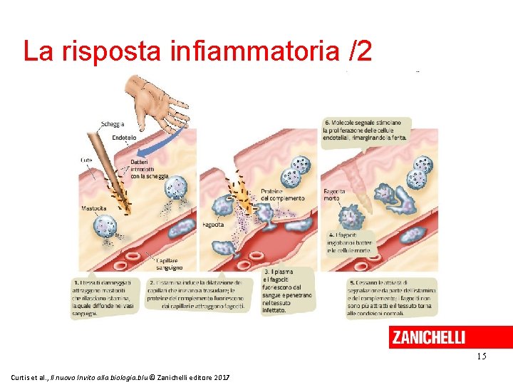 La risposta infiammatoria /2 15 Curtis et al. , Il nuovo Invito alla biologia.