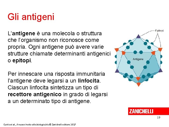 Gli antigeni L’antigene è una molecola o struttura che l’organismo non riconosce come propria.