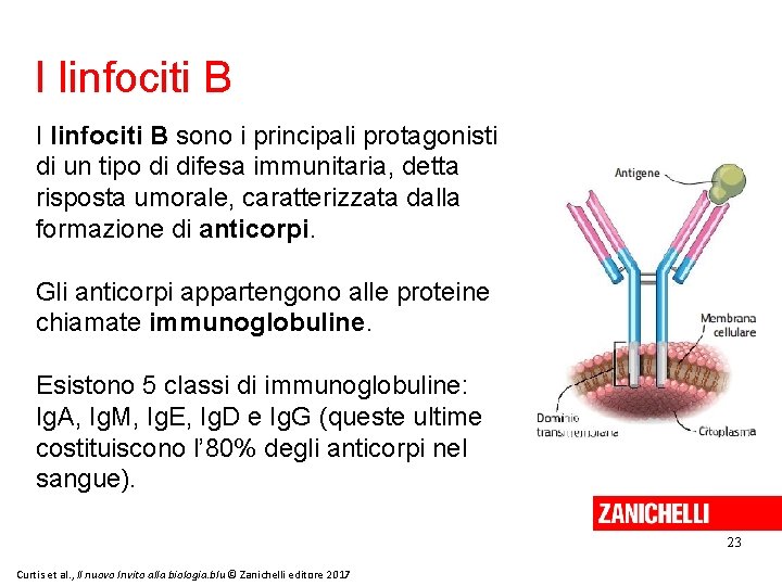 I linfociti B sono i principali protagonisti di un tipo di difesa immunitaria, detta