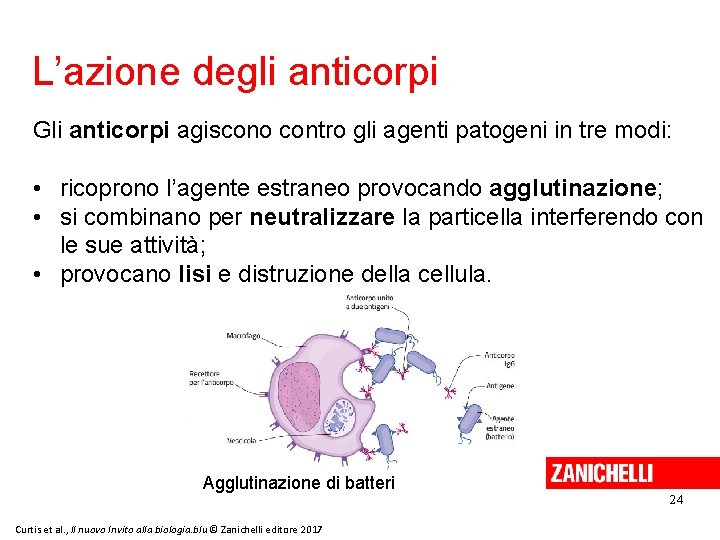 L’azione degli anticorpi Gli anticorpi agiscono contro gli agenti patogeni in tre modi: •