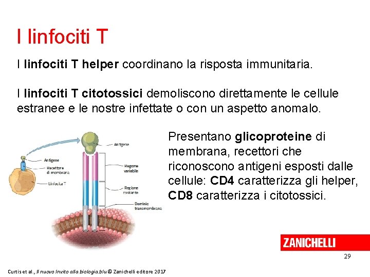 I linfociti T helper coordinano la risposta immunitaria. I linfociti T citotossici demoliscono direttamente