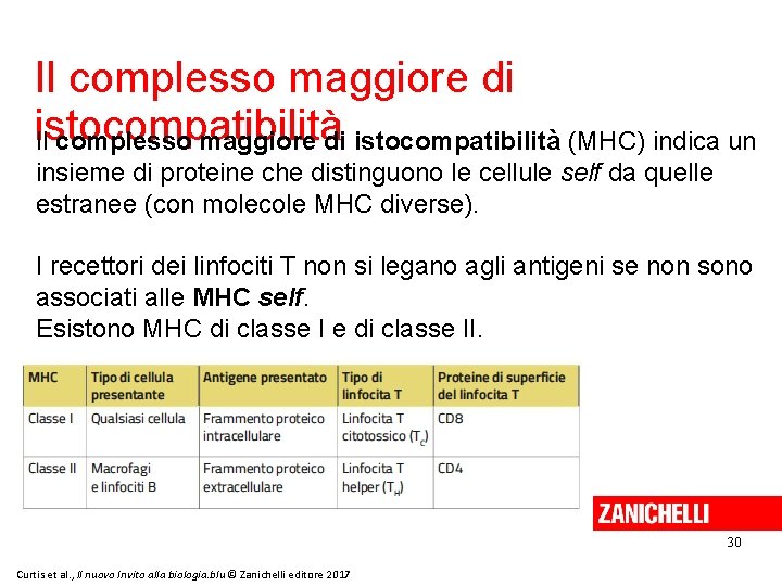 Il complesso maggiore di istocompatibilità (MHC) indica un insieme di proteine che distinguono le