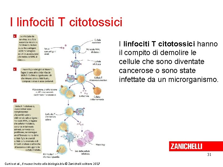 I linfociti T citotossici hanno il compito di demolire le cellule che sono diventate