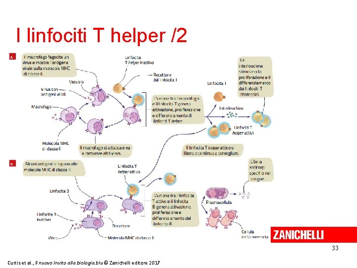 I linfociti T helper /2 33 Curtis et al. , Il nuovo Invito alla