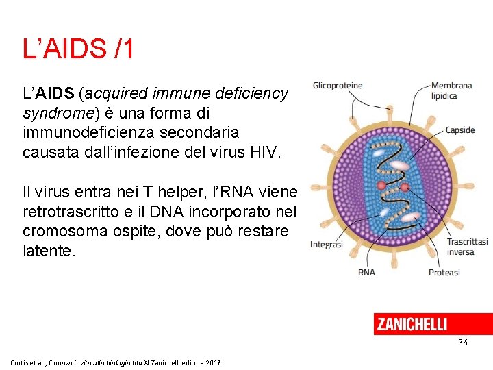 L’AIDS /1 L’AIDS (acquired immune deficiency syndrome) è una forma di immunodeficienza secondaria causata