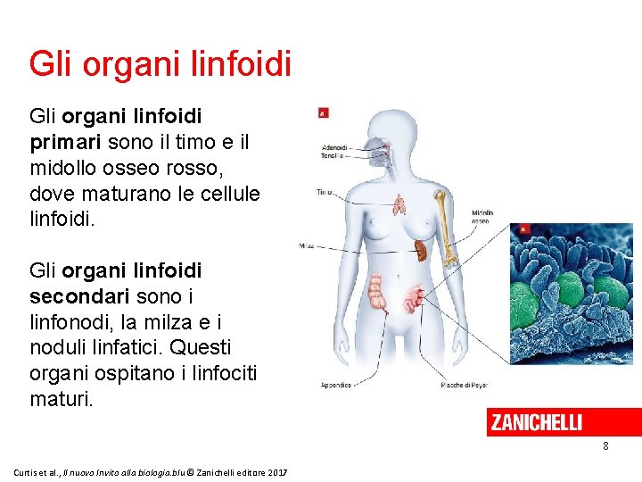 Gli organi linfoidi primari sono il timo e il midollo osseo rosso, dove maturano