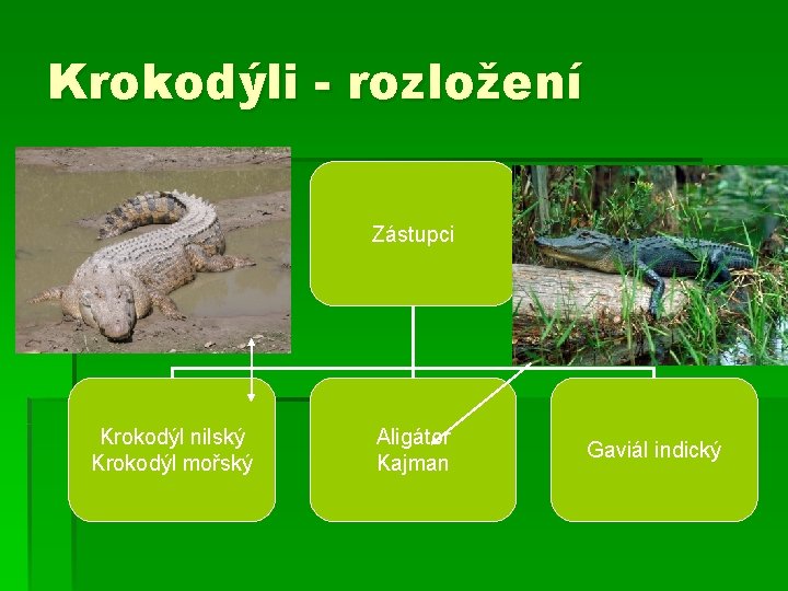 Krokodýli - rozložení Zástupci Krokodýl nilský Krokodýl mořský Aligátor Kajman Gaviál indický 