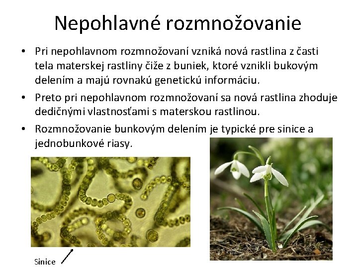 Nepohlavné rozmnožovanie • Pri nepohlavnom rozmnožovaní vzniká nová rastlina z časti tela materskej rastliny