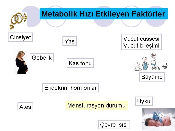 Metabolik Hızı Etkileyen Faktörler Cinsiyet Yaş Gebelik Vücut cüssesi Vücut bileşimi Kas tonu Büyüme