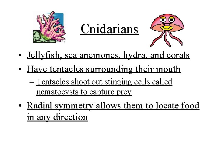 Cnidarians • Jellyfish, sea anemones, hydra, and corals • Have tentacles surrounding their mouth