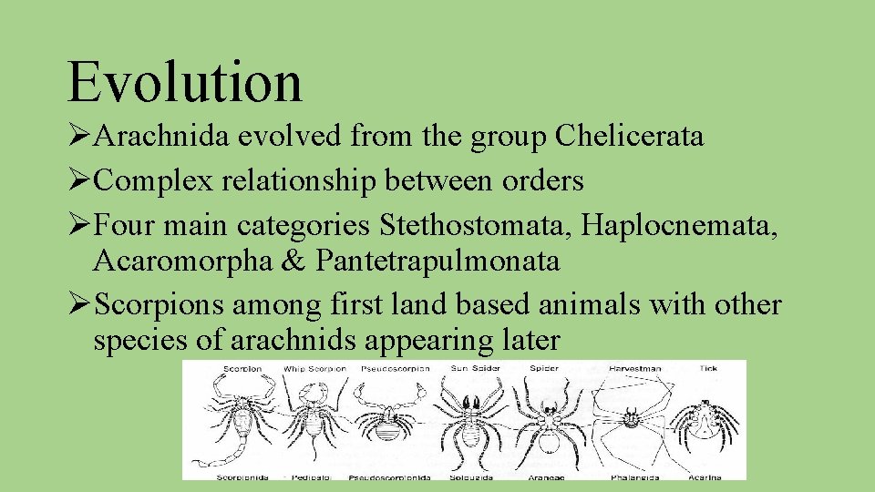 Evolution ØArachnida evolved from the group Chelicerata ØComplex relationship between orders ØFour main categories