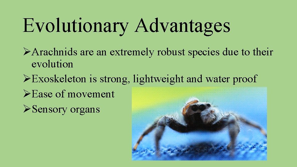 Evolutionary Advantages ØArachnids are an extremely robust species due to their evolution ØExoskeleton is