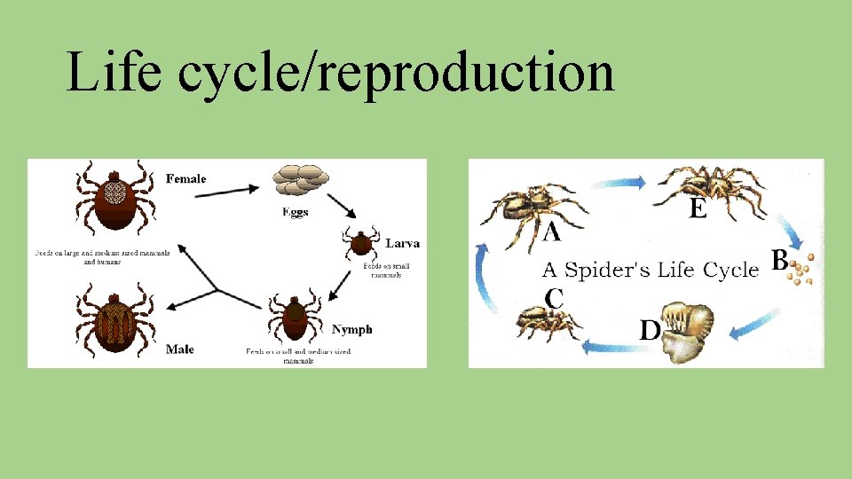 Life cycle/reproduction 