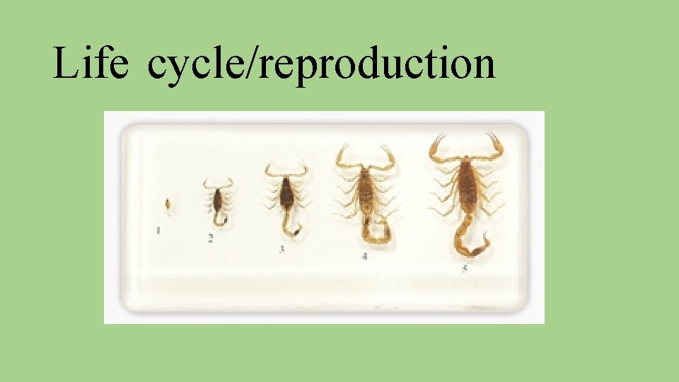 Life cycle/reproduction 