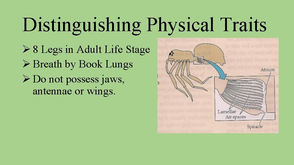 Distinguishing Physical Traits Ø 8 Legs in Adult Life Stage Ø Breath by Book