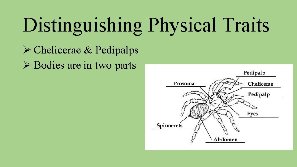 Distinguishing Physical Traits Ø Chelicerae & Pedipalps Ø Bodies are in two parts 
