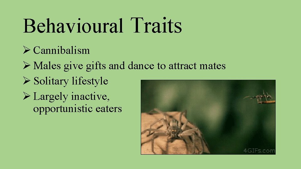 Behavioural Traits Ø Cannibalism Ø Males give gifts and dance to attract mates Ø