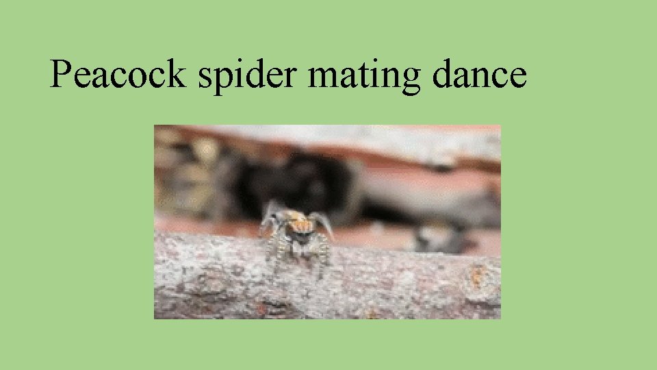 Peacock spider mating dance 