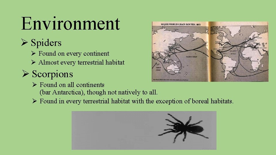 Environment Ø Spiders Ø Found on every continent Ø Almost every terrestrial habitat Ø