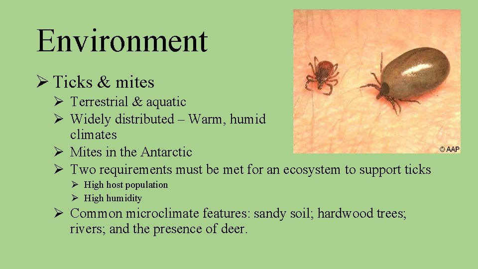 Environment Ø Ticks & mites Ø Terrestrial & aquatic Ø Widely distributed – Warm,