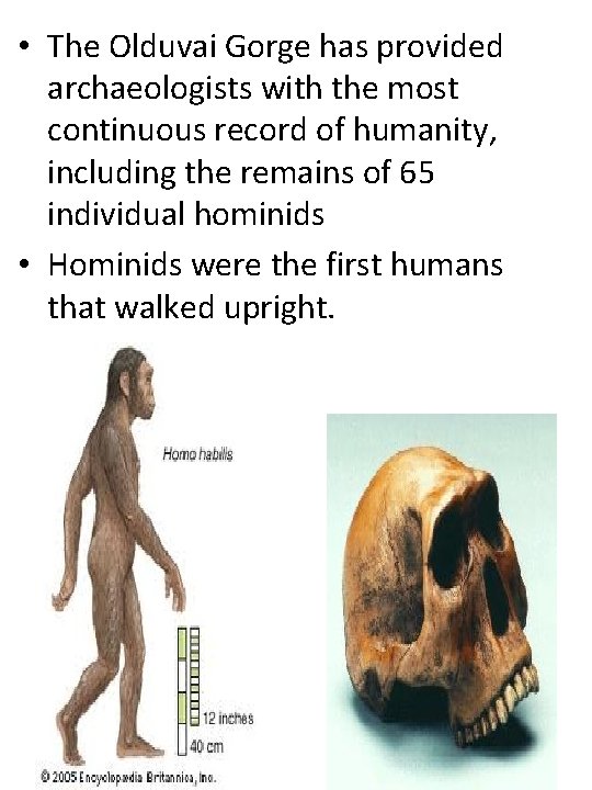  • The Olduvai Gorge has provided archaeologists with the most continuous record of