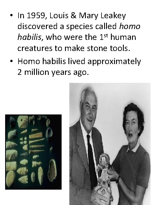  • In 1959, Louis & Mary Leakey discovered a species called homo habilis,