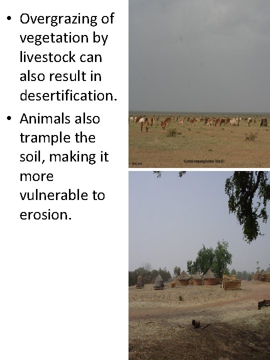  • Overgrazing of vegetation by livestock can also result in desertification. • Animals