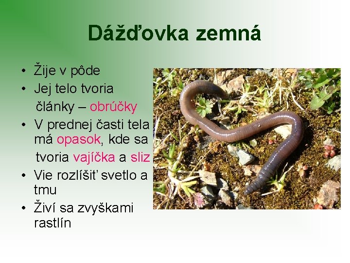 Dážďovka zemná • Žije v pôde • Jej telo tvoria články – obrúčky •