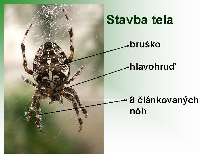 Stavba tela bruško hlavohruď 8 článkovaných nôh 