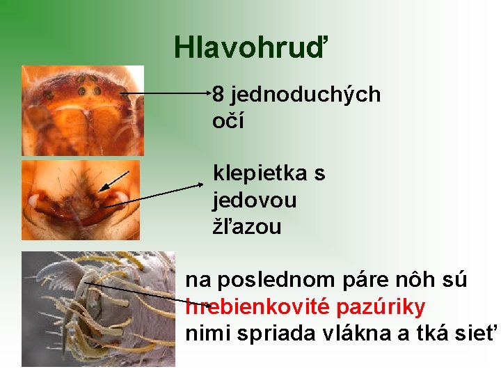 Hlavohruď 8 jednoduchých očí klepietka s jedovou žľazou na poslednom páre nôh sú hrebienkovité