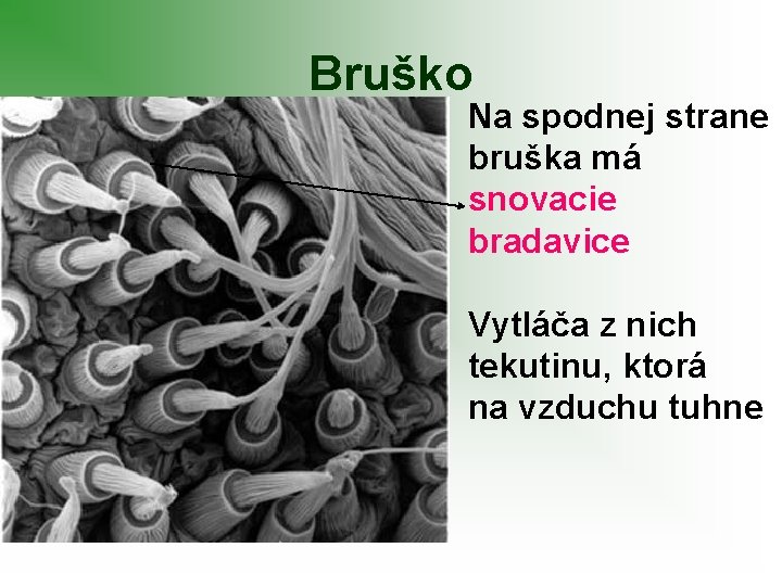 Bruško Na spodnej strane bruška má snovacie bradavice Vytláča z nich tekutinu, ktorá na