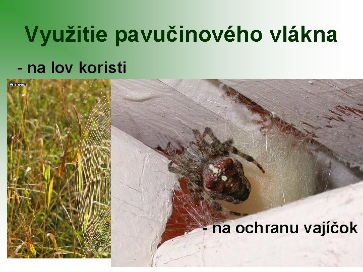 Využitie pavučinového vlákna - na lov koristi - na ochranu vajíčok 