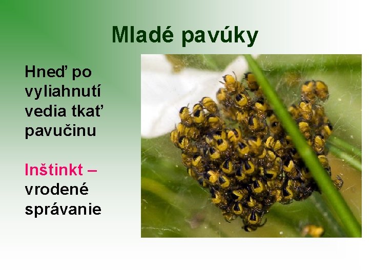 Mladé pavúky Hneď po vyliahnutí vedia tkať pavučinu Inštinkt – vrodené správanie 