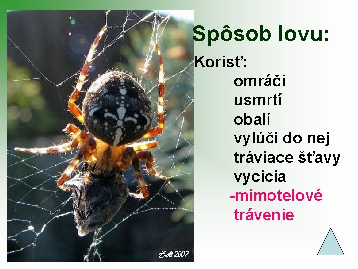 Spôsob lovu: Korisť: omráči usmrtí obalí vylúči do nej tráviace šťavy vycicia -mimotelové trávenie