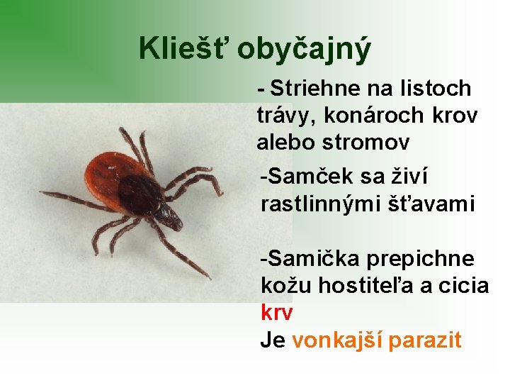 Kliešť obyčajný - Striehne na listoch trávy, konároch krov alebo stromov -Samček sa živí