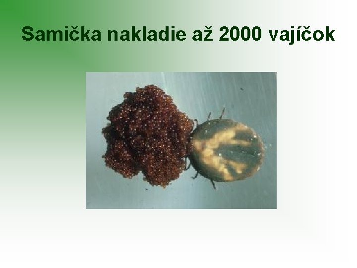 Samička nakladie až 2000 vajíčok 